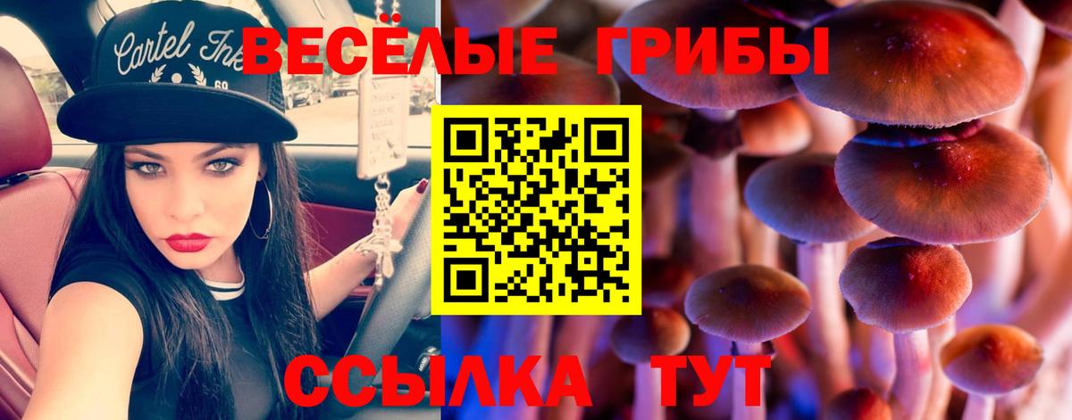 купить   Галлюциногенные грибы ЛСД  Бердск  Вход с VPN  Галлюциногенные грибы GOLDEN TEACHER 
